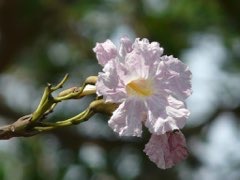 Tabebuia rosea Apamate, Pink Poui, Pink Tecoma, Rosy Trumpet Tree